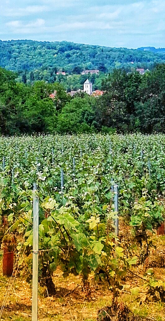 VIGNES 2